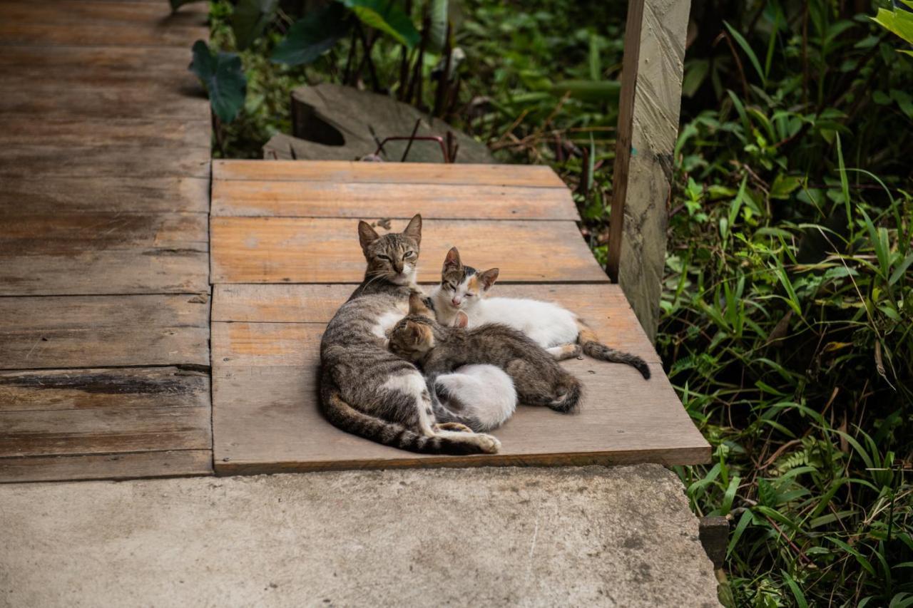 Roots Family Pansiyon Puerto Viejo de Talamanca Dış mekan fotoğraf